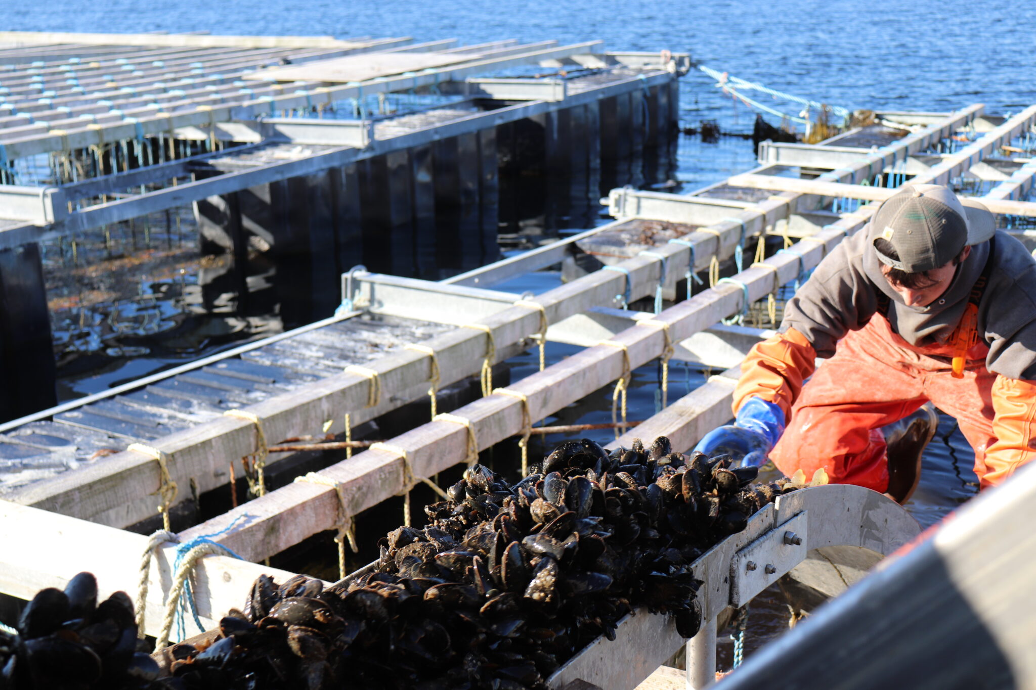 News Maine Aquaculture Association 5119