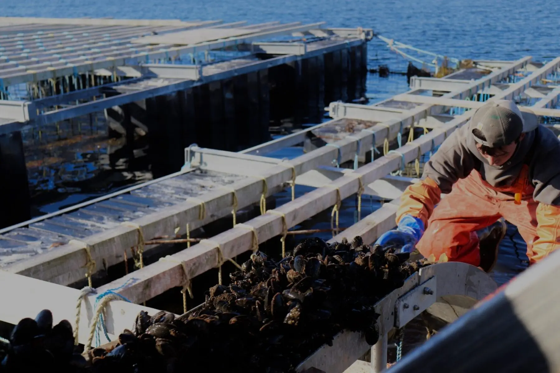 A person in protective gear harvests mussels on a wooden platform by the water, with structures in the background.