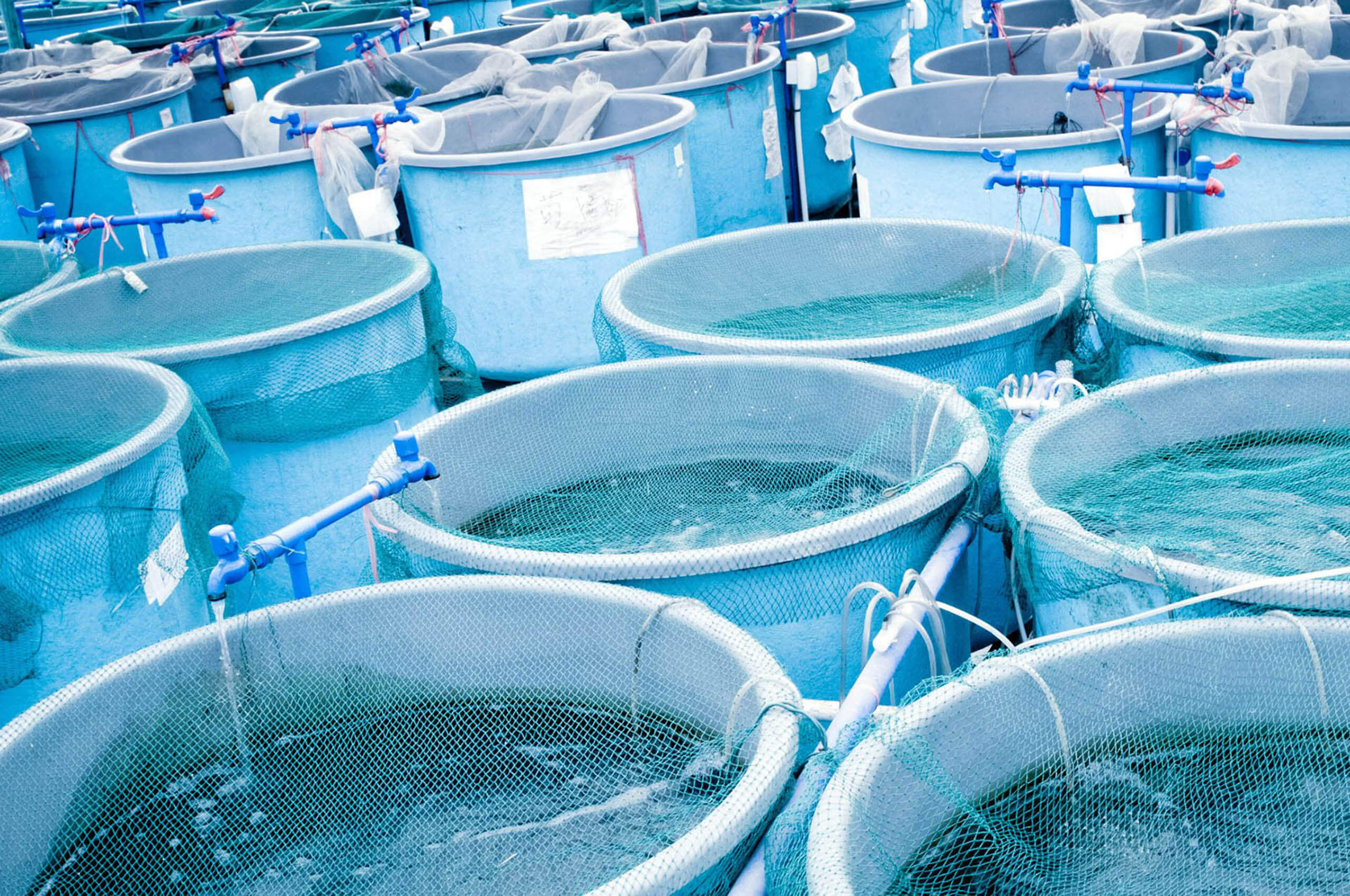 Tanks at an aquaculture facility