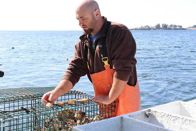 An oyster farmer checking out oyster sizes
