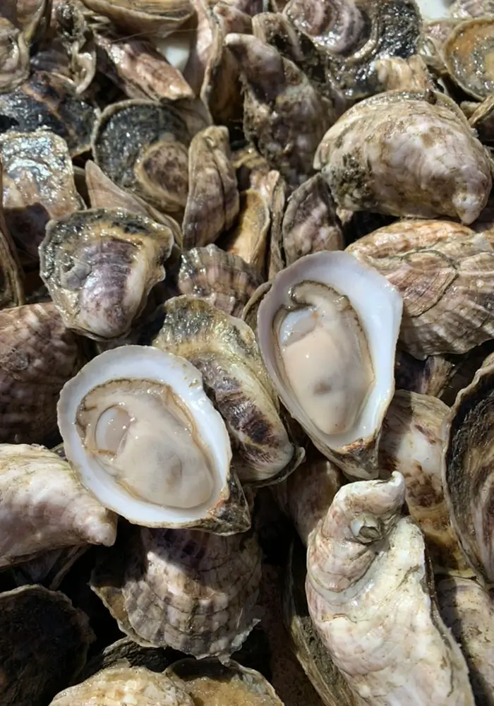 Love Point oysters