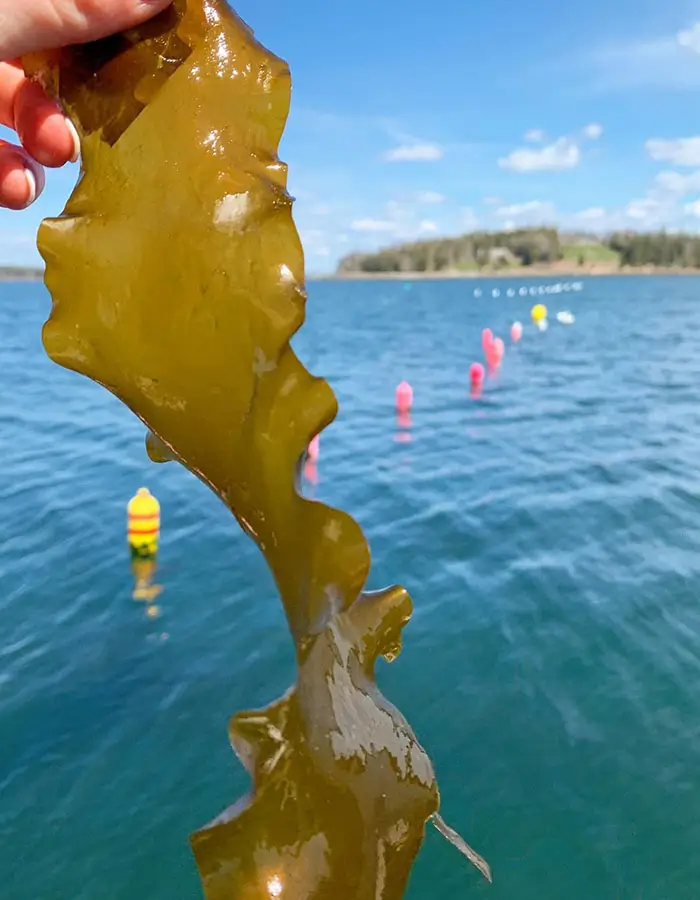Port-Clyde-kelp-farm