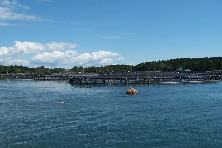 Salmon cages in Eastport, Maine