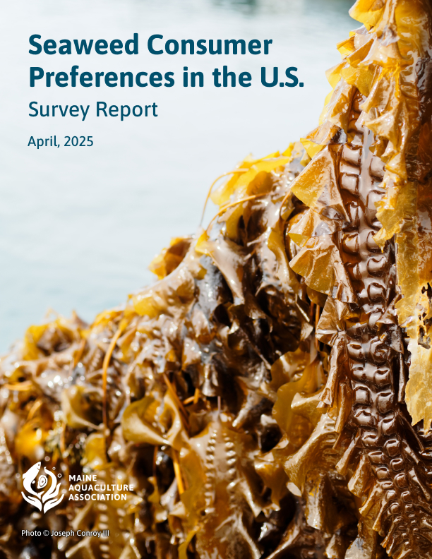 Close-up of brown seaweed with water in the background. Text overlay reads “Seaweed Consumer Preferences in the U.S., Survey Report, April 2025.” Maine Aquaculture Association logo visible.