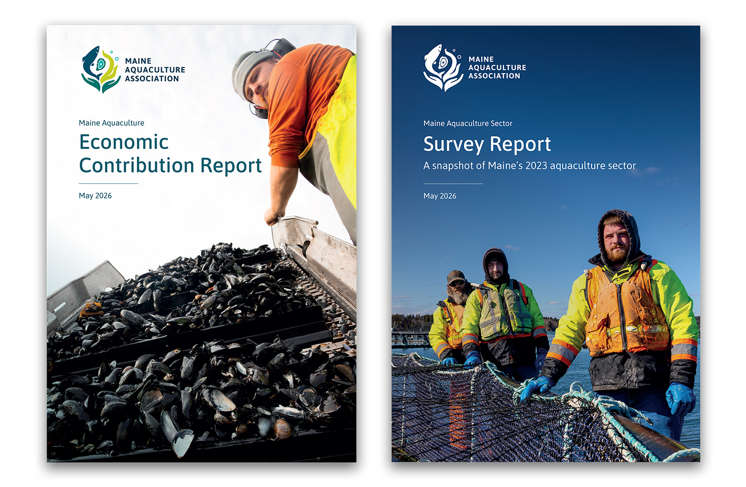 Two report covers for the Maine Aquaculture Association featuring workers handling shellfish and nets, titled "Economic Contribution Report" and "Survey Report," both dated May 2026.
