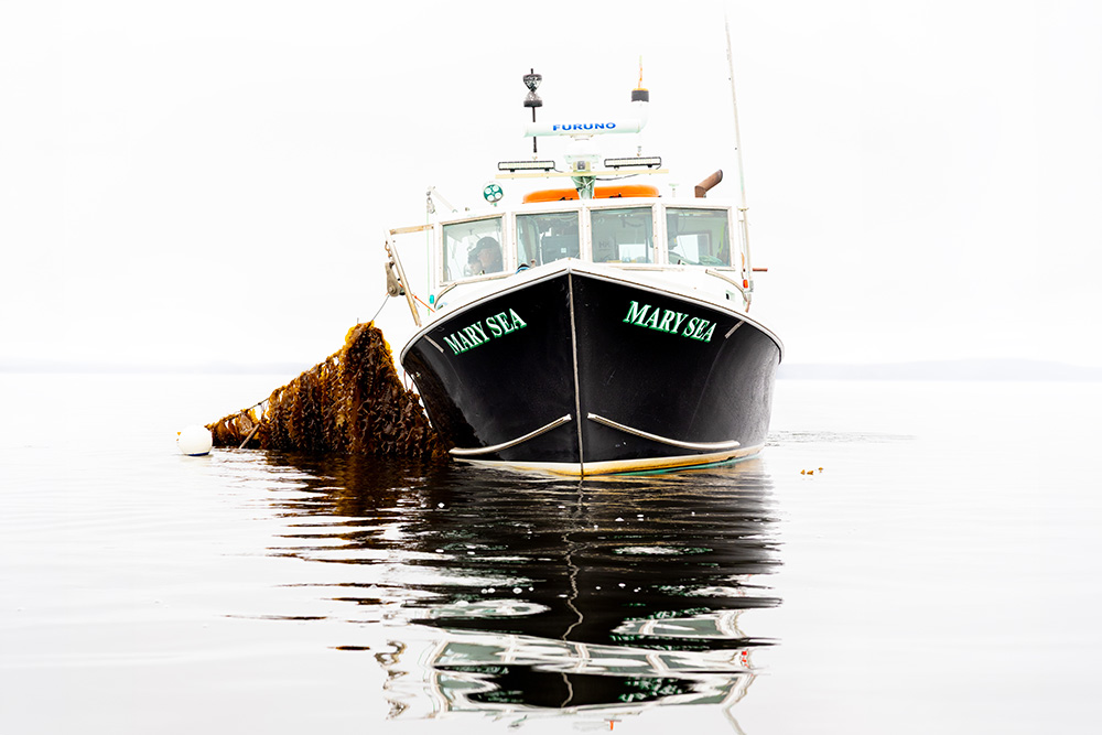 A black boat named “Mary Sea” floats on calm water, with a large mass of seaweed or kelp caught on its bow.