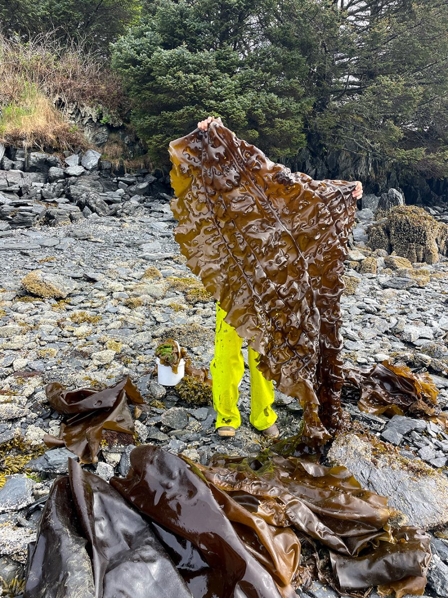 Person in yellow pants holds up a large brown seaweed on a rocky shore with more seaweed on the ground and trees in the background.