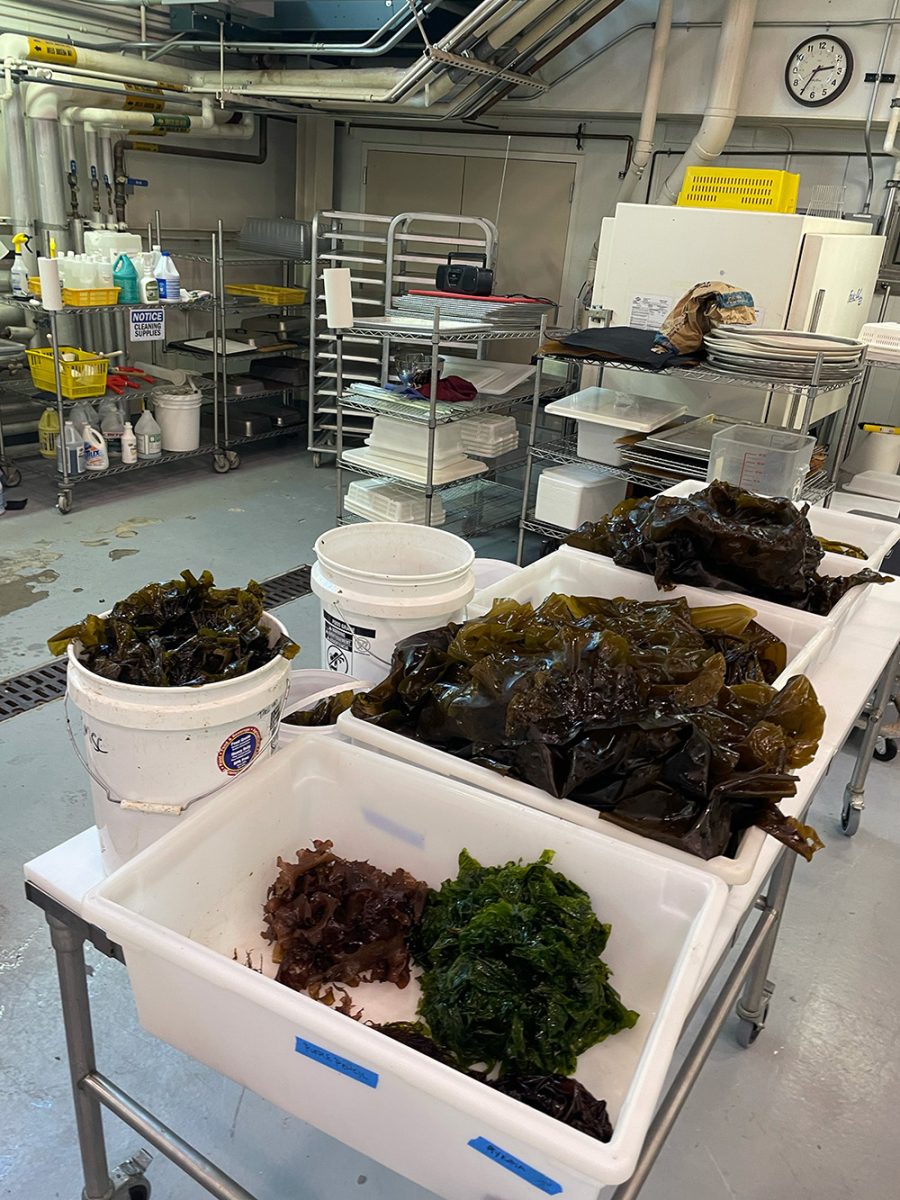 Trays and buckets filled with different types of seaweed are on a metal cart in an industrial kitchen or laboratory setting.